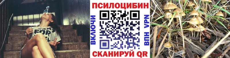 Псилоцибиновые грибы Psilocybe Дорогобуж